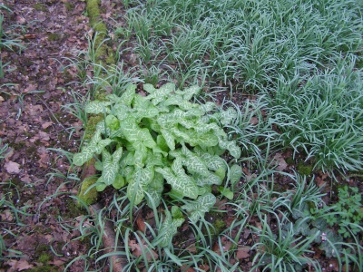 Arum italicum subsp. italicum 'Ann Macnab'